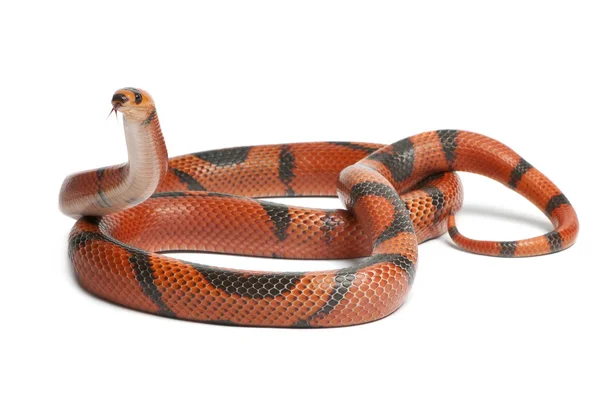 Hypomelanistic aberrant Honduran milk snake, Lampropeltis triangulum hondurensis, in front of white background — Stock Fotó