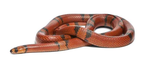 Hypomelanistic aberrant Hondurese melk snake, gewone triangulum hondurensis, voor witte achtergrond — Stockfoto
