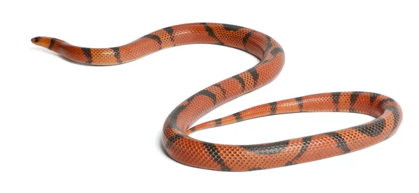 Hypomelanistic aberrant Honduran milk snake, Lampropeltis triangulum hondurensis, delante de fondo blanco —  Fotos de Stock