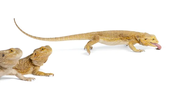 Central Bearded Dragon, Pogona vitticeps, eating a cricket in front of white background — 스톡 사진
