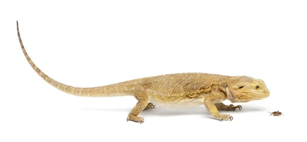Central Bearded Dragon, Pogona vitticeps, chasing a cricket in front of white background — Stock Photo, Image