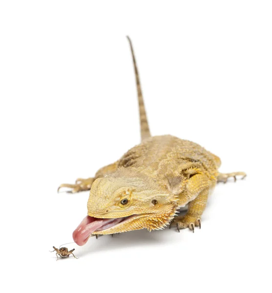 Central Bearded Dragon, Pogona vitticeps, chasing a cricket in front of white background — Stock Fotó