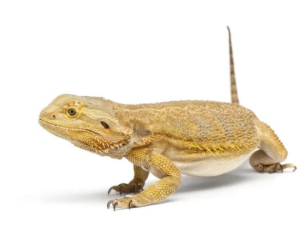 Central Bearded Dragon, Pogona vitticeps, in front of white background — Stock Photo, Image
