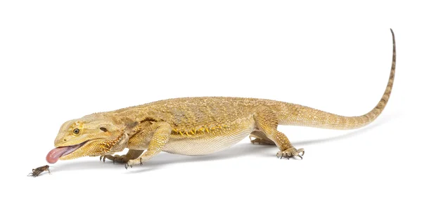 Central Bearded Dragon, Pogona vitticeps, chasing a cricket in front of white background — Stock Photo, Image