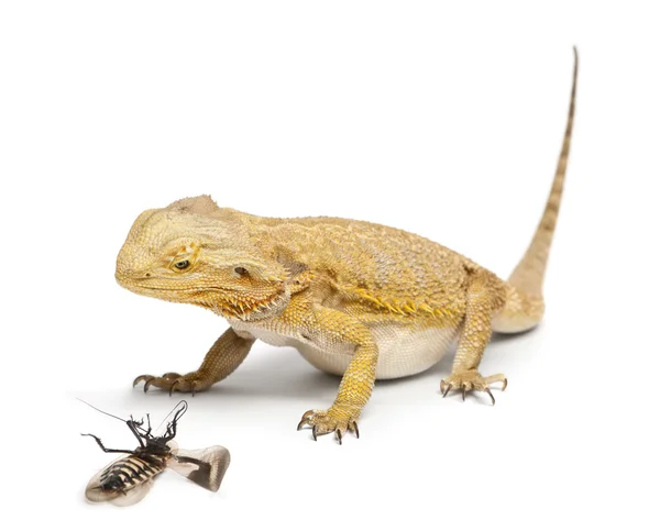 Центральная Бородатый дракон, Pogona vitticeps, глядя на таракана на белом фоне — стоковое фото
