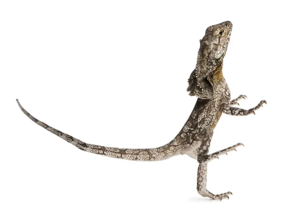 Kraaghagedis, ook bekend als de frilled lizard, chlamydosaurus kingii, voor witte achtergrond — Stockfoto