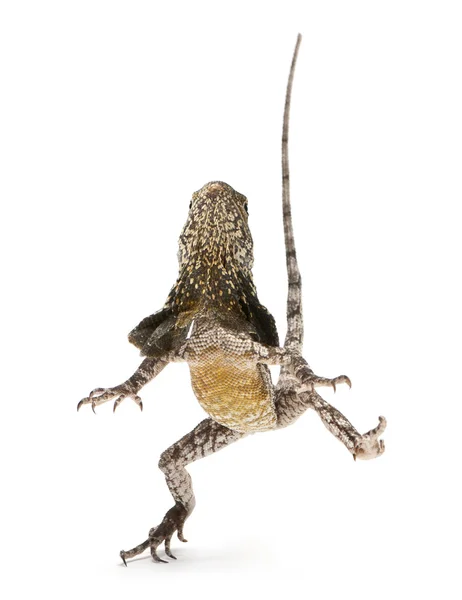 Lagarto-de-pescoço-torrado, também conhecido como o lagarto-torrado, Chlamydosaurus kingii, na frente do fundo branco — Fotografia de Stock