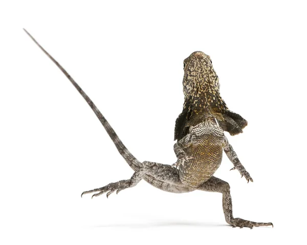 Kraaghagedis, ook bekend als de frilled lizard, chlamydosaurus kingii, voor witte achtergrond — Stockfoto