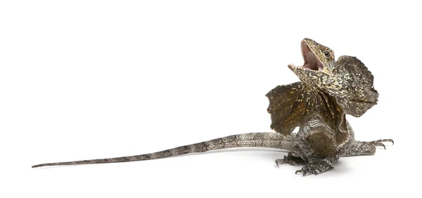 Frill-necked lizard, also known as the frilled lizard, Chlamydosaurus kingii, in front of white background — Stock Photo, Image