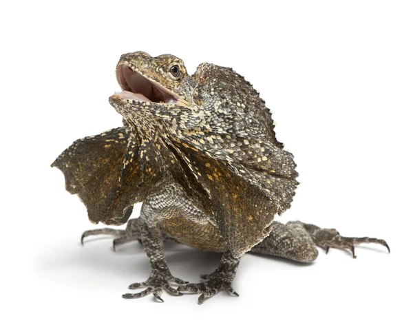Frill-necked lizard, also known as the frilled lizard, Chlamydosaurus kingii, in front of white background — Stock Fotó
