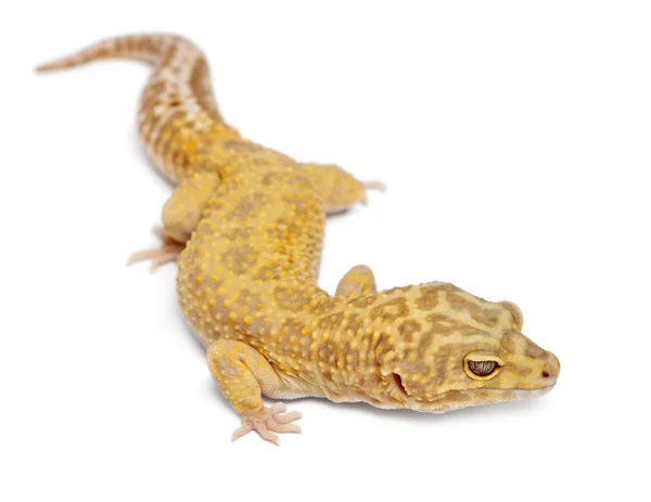 Aptor Leopard gecko, Eublepharis macularius, na frente do fundo branco — Fotografia de Stock