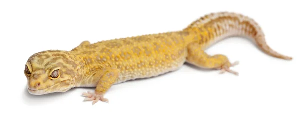 Aptor Leopard gecko, Eublepharis macularius, frente al fondo blanco — Foto de Stock
