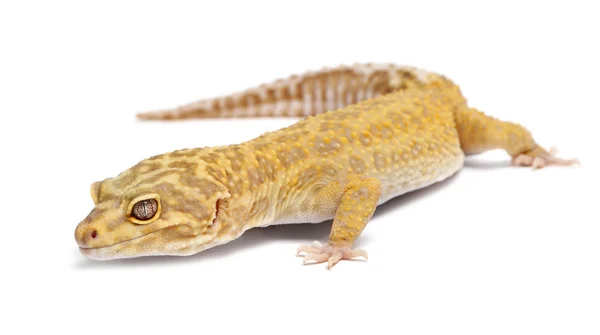 Aptor leopar gecko, beyaz arka plan önünde eublepharis macularius — Stok fotoğraf