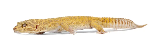 Aptor Leopard gecko, Eublepharis macularius, na frente do fundo branco — Fotografia de Stock