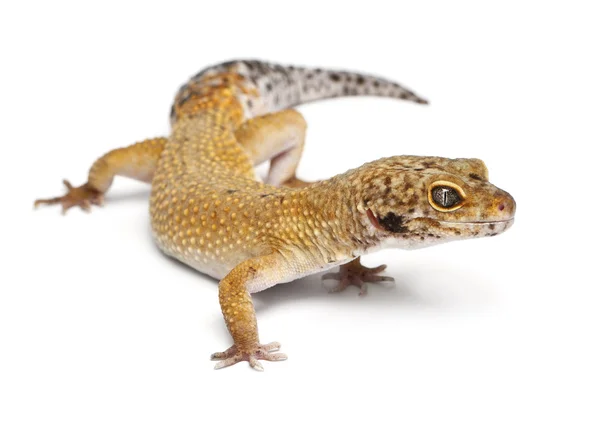 Hypomelanistic Leopard gecko, Eublepharis macularius, in front of white background — Stock Photo, Image