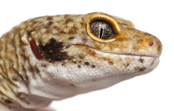 Gecko léopard hypomélanistique, Eublepharis macularius, devant fond blanc — Photo