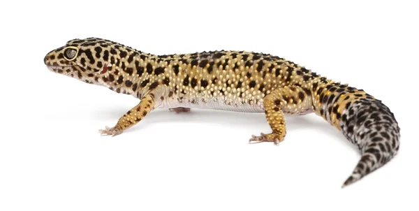 Hoher gelber Leopardengecko, eublepharis macularius, vor weißem Hintergrund — Stockfoto