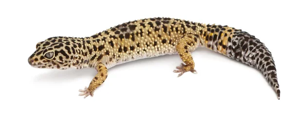 Alto amarelo leopardo gecko, Eublepharis macularius, na frente de fundo branco — Fotografia de Stock