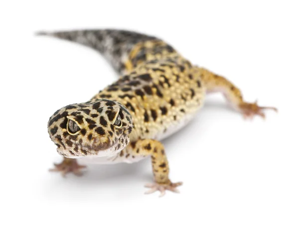 High yellow Leopard gecko, Eublepharis macularius, in front of white background — Stock Fotó