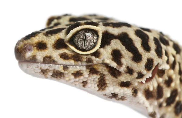 Alto amarelo leopardo gecko, Eublepharis macularius, na frente de fundo branco — Fotografia de Stock