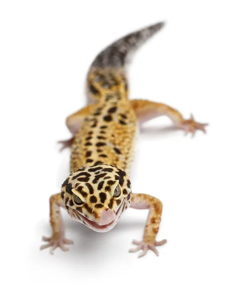 Tangerine Luipaard gecko, eublepharis macularius, voor witte achtergrond — Stockfoto
