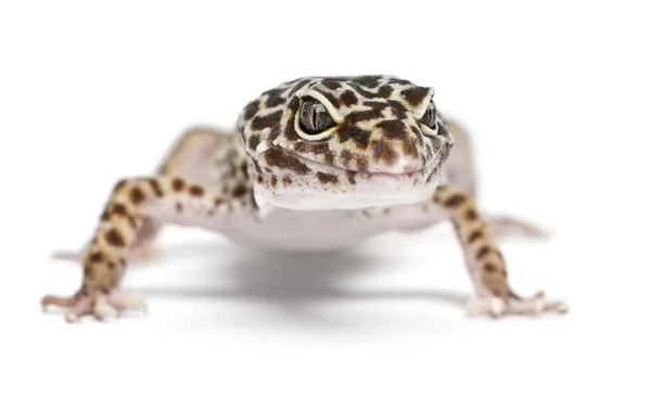 Leopard gecko, Eublepharis macularius, in front of white background — Stock Photo, Image