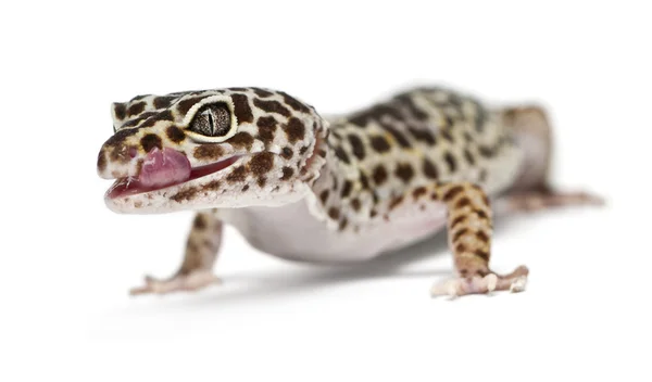 Leopard gecko, Eublepharis macularius, in front of white background — Stock Fotó