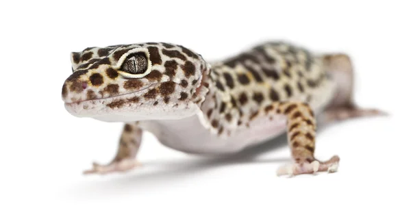 Leopard gecko, eublepharis macularius, μπροστά από το λευκό φόντο — Φωτογραφία Αρχείου
