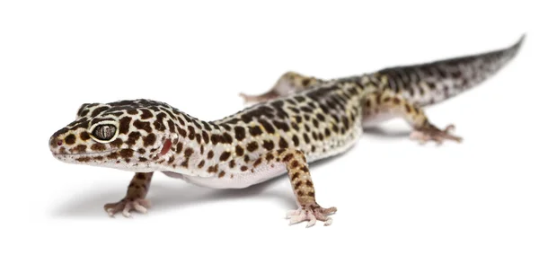 Leopard gecko, Eublepharis macularius, in front of white background — Stock Fotó