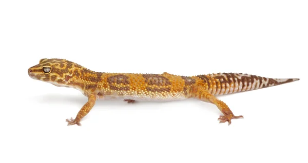 Albino Naranja Leopardo gecko, Eublepharis macularius, delante de fondo blanco —  Fotos de Stock
