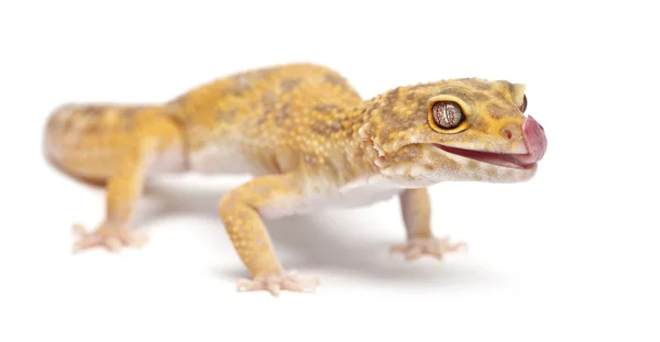 stock image Aptor Leopard gecko, Eublepharis macularius, in front of white background