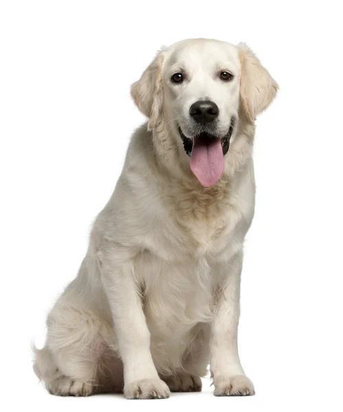 Złoty pies myśliwski, 7 miesięcy, dysząc z przodu białe tło — Zdjęcie stockowe