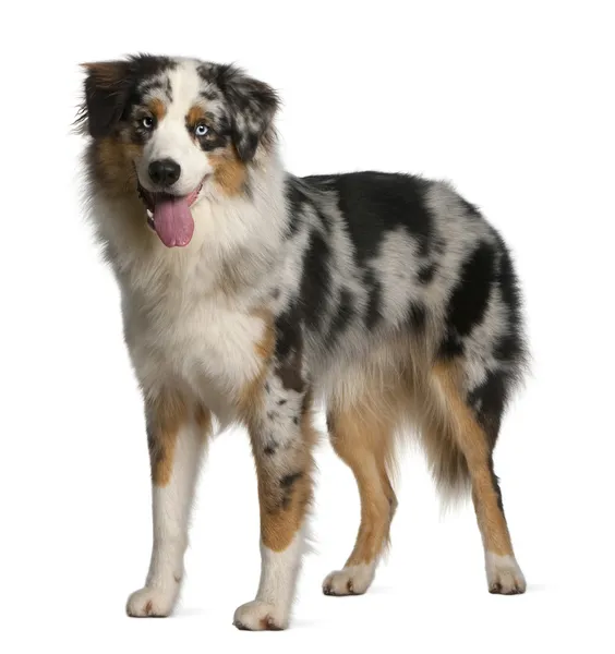 Australian Shepherd dog, 12 months old, standing in front of white background — Stock Photo, Image