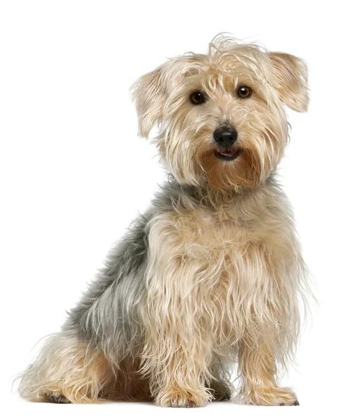 Yorkshire Terrier, sitting in front of white background — Stock Photo, Image