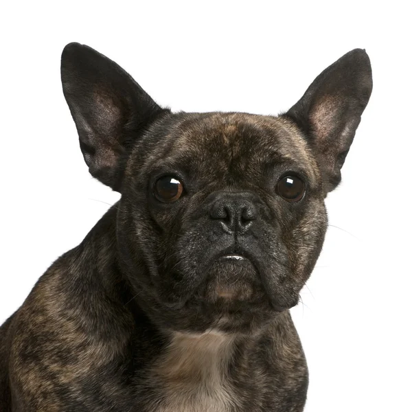 Close-up of French bulldog, 4 years old, in front of white background — Stock Photo, Image
