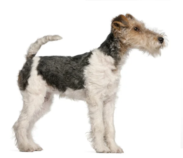 Fox Terrier puppy, 4 months old, in front of white background — Stock Photo, Image