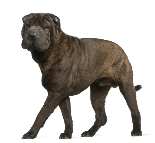 Shar Pei, 11 months old, standing in front of white background — Stock Photo, Image