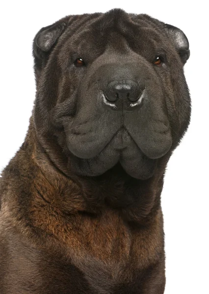 Close-up of Shar Pei, 11 months old, in front of white background — Stock Photo, Image