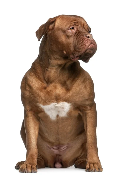 Dogue de bordeaux, 2 and a half years old, sitting in front of white background — Stock Photo, Image