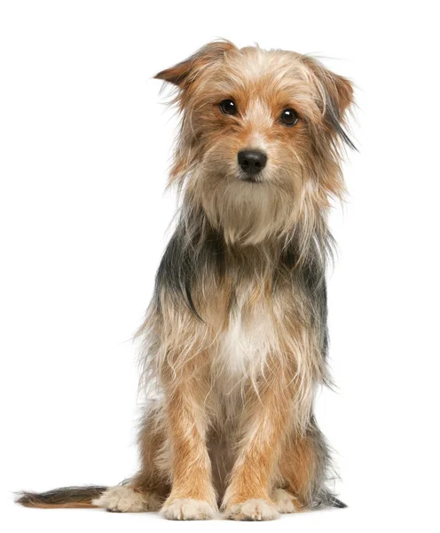 Mixed-breed dog, 12 months old, sitting in front of white background — Stock Photo, Image