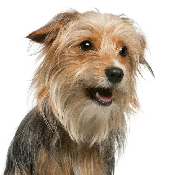 混合品種の犬、12 ヶ月、白い背景の前でのクローズ アップ — ストック写真