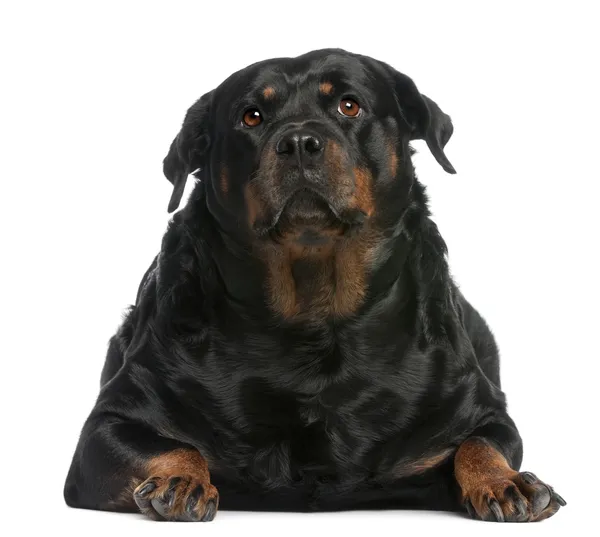 Fat Rottweiler, 3 years old, lying in front of white background — Stock Photo, Image