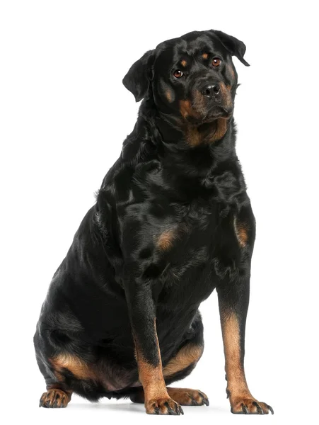 Rottweiler, 3 años, sentado frente al fondo blanco — Foto de Stock