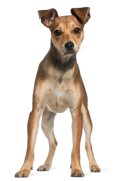 Mixed-breed dog, 7 months old, standing in front of white background — Stock Photo, Image