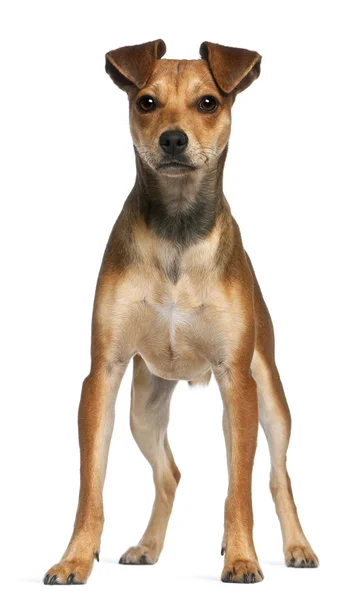 Karışık-breed köpek, 7 ay yaşlı, beyaz arka plan duran — Stok fotoğraf