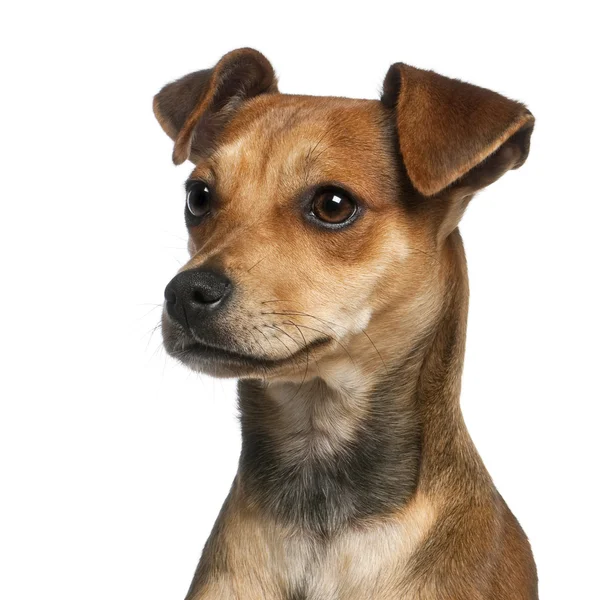 Close-up de cão misto, 7 meses, em frente ao fundo branco — Fotografia de Stock
