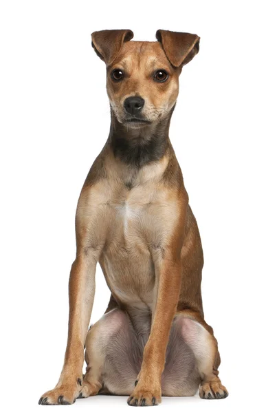 Perro de raza mixta, 7 meses de edad, de pie frente al fondo blanco —  Fotos de Stock