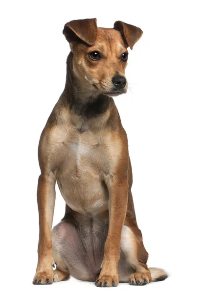 Perro de raza mixta, 7 meses de edad, de pie frente al fondo blanco — Foto de Stock