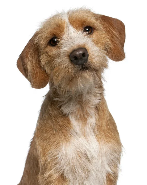 Close-up of Basset Fauve de Bretagne, 1 year old, in front of white background — Stock Photo, Image
