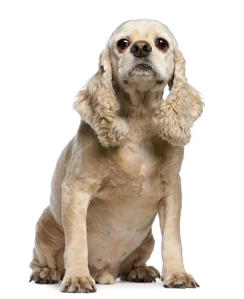 American Cocker Spaniel, 9 years old, sitting in front of white background — Stock Photo, Image